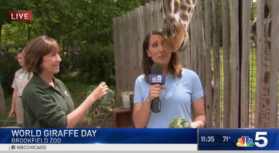 World Giraffe Day at Brookfield Zoo – Jen DeSalvo